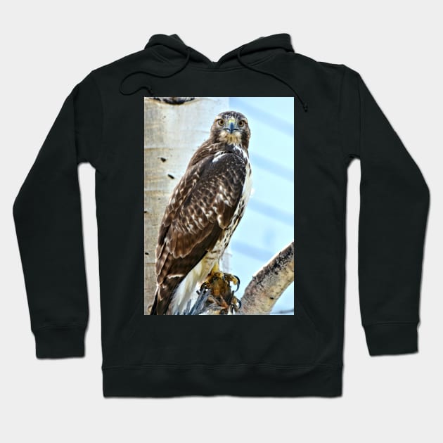 Red Tail Hawk Hoodie by Scubagirlamy